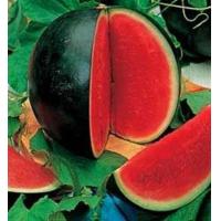 ราคา 10 เมล็ด แตงโมไร้เมล็ด ผลไม้รสชาติหวาน กรอบ อร่อย พันธุ์นอก Watermelon Seedless Seeds สายพันธุ์ Sugar Baby (21359694562)