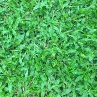 ราคา 1000 เมล็ด หญ้ามาเลย์ หญ้ามาเลเซีย ใช้ปูสนามหญ้าพื้นสวน Grass Seeds (22557657723)
