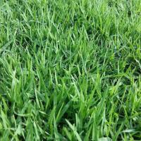 ราคา 2000 เมล็ด หญ้านวลน้อย Manila Grass ปลูกเป็นสนามหญ้า (22491487627)