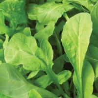 ราคา 100 เมล็ด ผักสลัด ร็อคเก็ต Rocket leaves Arugula (22178283510)