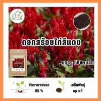 ราคา เมล็ดพันธุ์ดอกสร้อยไก่แดง บรรจุ 500 เมล็ด (21042310294)