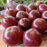 ราคา 20 เมล็ด เสาวรส สายพันธุ์ผลสีม่วง ไทนุง พันธุ์เปรี้ยว (22566382441)