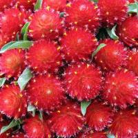 ราคา ชุดบานไม่รู้โรย ถูกที่สุด10บ ปลูกขายได้ ปลูกประดับสวยทน พร้อมส่ง (21176661390)