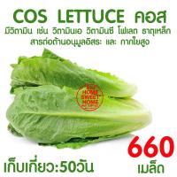 ราคา ค่าส่งถูก ถ้วยปลูกผัก 50ใบ ถ้วยปลูกผักไฮโดรโปนิกส์ ถ้วยปลูกผักไฮโดร ถ้วยปลูกขาว สีขาว แบบใช้ซ้ำ ไฮโดรโปนิกส์ ไฮโดร hydroponic hydro (16596436607)