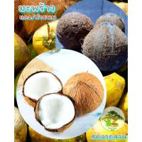 ราคา มะพร้าวแก่ ปอกเปลือก สำหรับแกง ทำขนม สดจากสวน (20725160273)