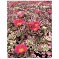 ราคา ต้นไม้ด่าง คุณนายตื่นสายใบด่าง ไม้ใบสวยหายาก เลี้ยงง่าย ชอบแดด ส่งทั้งกระถาง 3 นิ้ว รากเดินดีสินค้าต้นแข็งแรงพร้อมส่งค่ะ (18995793800)