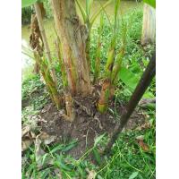 ราคา หน่อกล้วยหอมทองหน่ออวบขาวใหญ่จากท่ายางเพชรบุรี (20896126600)