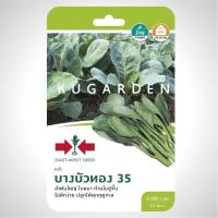 ราคา คะน้า บางบัวทอง SD F1 003 ผักซอง ศรแดง เมล็ดพันธุ์ เมล็ดพันธุ์ลูกผสม เมล็ดพันธุ์ผัก ผักสวนครัว ผักศรแดง (20108207559)