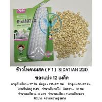ราคา เมล็ดพันธุ์ข้าวโพด 12 200 เมล็ด ข้าวโพดนมสด จิ๋ว (21409197024)
