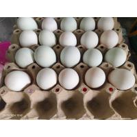 ราคา ไข่เชื้อเป็ดเจ้อเจียง เป็ดไข่ดกสำหรับเอาไปฟัก ซื้อ10 แถม 2 รับประกันแตกระหว่างจัดส่ง (21988650393)