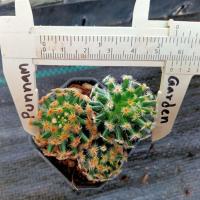 ราคา แมมขนนกเหลือง Mammillaria Schiedeana ไม้เมล็ด ขนาด 3 4 ซม ต้นกระบองเพชร ต้นแคคตัส แคคตัส กระบองเพชร (20325387296)