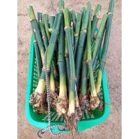 ราคา กิ่งพันธุ์ไผ่กิมซุง ไผ่ตงลืมแล้ง ซื้อ 5 กิ่งแถม 1 กิ่งซื้อ 10 กิ่งแถม 2 กิ่ง มีรากอากาศพร้อมชำ ทนน้ำท่วมหน่อดก (22384459798)