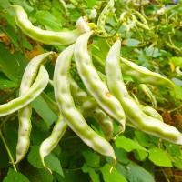 ราคา ถั่วแปบถูกที่สุด10บ พันธุ์ถั่วแปบ10ปลูกง่ายโตไว ผลดกมากทานอร่อย (21177481568)