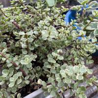 ราคา กุหลาบหิน ไม้อวบน้ำ 1ต้น ตัดสด ไม่มีราก succulents ต้นไม้ แคคตัส ไลทอป ไม้อวบน้ำ ราคาส่ง (21761108884)