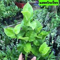 ราคา ต้นแสยก แสยกใบเขียว กวักเงินใบเขียว ไม้โบราณ ไม้มงคล ไม้พุ่ม ขายพร้อมถุงชำ รากเต็มพร้อมปลูก (12279863485)