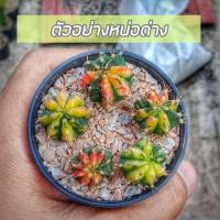 ราคา ถูกที่สุด แคคตัสมัลติคัลเลอร์หน่อเด็ดสด หน่อยิมโนด่าง ราคาต่อ1หน่อ Gymnocalycium cactus กระบองเพชร ยิมโนด่าง (17563426889)