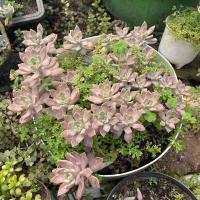 ราคา กุหลาบหิน ไม้อวบน้ำ 1ต้น ตัดสด ไม่มีราก succulents ต้นไม้ แคคตัส ไลทอป ไม้อวบน้ำ ราคาส่ง (21761108887)