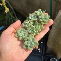 ราคา กุหลาบหิน ไม้อวบน้ำ 1ต้น ตัดสด ไม่มีราก succulents ต้นไม้ แคคตัส ไลทอป ไม้อวบน้ำ ราคาส่ง (17885668009)