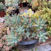 ราคา กุหลาบหิน ไม้อวบน้ำ 1ต้น ตัดสด ไม่มีราก succulents ต้นไม้ แคคตัส ไลทอป ไม้อวบน้ำ ราคาส่ง (17885499996)