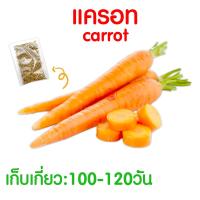 ราคา ค่าส่งถูก ผักสลัด เมล็ดผัก เมล็ดผักสลัด 2000เมล็ด เมล็ดพันธุ์ เมล็ดพันธุ์ผักสลัด งอกดี ปลูกผัก สลัด กรีนโอ๊ค คอส ผักโขม ไฮโดร hydroponic (20354761113)