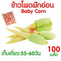 ราคา ค่าส่งถูก ผักสลัด เมล็ดผัก เมล็ดผักสลัด 2000เมล็ด เมล็ดพันธุ์ เมล็ดพันธุ์ผักสลัด งอกดี ปลูกผัก สลัด กรีนโอ๊ค คอส ผักโขม ไฮโดร hydroponic (20354761142)