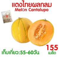 ราคา ค่าส่งถูก ผักสลัด เมล็ดผัก เมล็ดผักสลัด 2000เมล็ด เมล็ดพันธุ์ เมล็ดพันธุ์ผักสลัด งอกดี ปลูกผัก สลัด กรีนโอ๊ค คอส ผักโขม ไฮโดร hydroponic (20354761145)