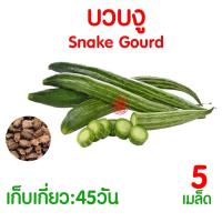 ราคา ค่าส่งถูก ผักสลัด เมล็ดผัก เมล็ดผักสลัด 2000เมล็ด เมล็ดพันธุ์ เมล็ดพันธุ์ผักสลัด งอกดี ปลูกผัก สลัด กรีนโอ๊ค คอส ผักโขม ไฮโดร hydroponic (20354761115)