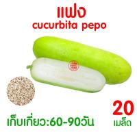 ราคา ค่าส่งถูก ผักสลัด เมล็ดผัก เมล็ดผักสลัด 2000เมล็ด เมล็ดพันธุ์ เมล็ดพันธุ์ผักสลัด งอกดี ปลูกผัก สลัด กรีนโอ๊ค คอส ผักโขม ไฮโดร hydroponic (20354761118)