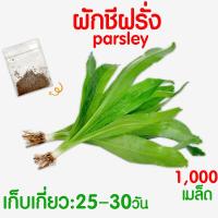 ราคา ค่าส่งถูก ผักสลัด เมล็ดผัก เมล็ดผักสลัด 2000เมล็ด เมล็ดพันธุ์ เมล็ดพันธุ์ผักสลัด งอกดี ปลูกผัก สลัด กรีนโอ๊ค คอส ผักโขม ไฮโดร hydroponic (20354761133)