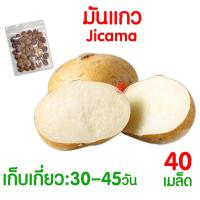 ราคา ค่าส่งถูก ผักสลัด เมล็ดผัก เมล็ดผักสลัด 2000เมล็ด เมล็ดพันธุ์ เมล็ดพันธุ์ผักสลัด งอกดี ปลูกผัก สลัด กรีนโอ๊ค คอส ผักโขม ไฮโดร hydroponic (20354761158)