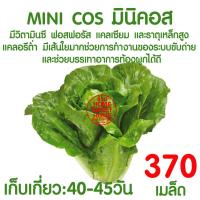ราคา ค่าส่งถูก ผักสลัด เมล็ดผัก เมล็ดผักสลัด 2000เมล็ด เมล็ดพันธุ์ เมล็ดพันธุ์ผักสลัด งอกดี ปลูกผัก สลัด กรีนโอ๊ค คอส ผักโขม ไฮโดร hydroponic (18000645497)