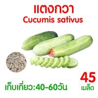 ราคา ค่าส่งถูก ผักสลัด เมล็ดผัก เมล็ดผักสลัด 2000เมล็ด เมล็ดพันธุ์ เมล็ดพันธุ์ผักสลัด งอกดี ปลูกผัก สลัด กรีนโอ๊ค คอส ผักโขม ไฮโดร hydroponic (20354761111)