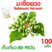 ราคา ค่าส่งถูก ผักสลัด เมล็ดผัก เมล็ดผักสลัด 2000เมล็ด เมล็ดพันธุ์ เมล็ดพันธุ์ผักสลัด งอกดี ปลูกผัก สลัด กรีนโอ๊ค คอส ผักโขม ไฮโดร hydroponic (20354761153)