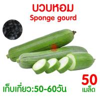 ราคา ค่าส่งถูก ผักสลัด เมล็ดผัก เมล็ดผักสลัด 2000เมล็ด เมล็ดพันธุ์ เมล็ดพันธุ์ผักสลัด งอกดี ปลูกผัก สลัด กรีนโอ๊ค คอส ผักโขม ไฮโดร hydroponic (20354761116)