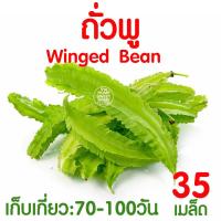ราคา ค่าส่งถูก ผักสลัด เมล็ดผัก เมล็ดผักสลัด 2000เมล็ด เมล็ดพันธุ์ เมล็ดพันธุ์ผักสลัด งอกดี ปลูกผัก สลัด กรีนโอ๊ค คอส ผักโขม ไฮโดร hydroponic (20354761102)