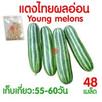 ราคา ค่าส่งถูก ผักสลัด เมล็ดผัก เมล็ดผักสลัด 2000เมล็ด เมล็ดพันธุ์ เมล็ดพันธุ์ผักสลัด งอกดี ปลูกผัก สลัด กรีนโอ๊ค คอส ผักโขม ไฮโดร hydroponic (20354761146)