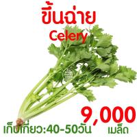 ราคา ค่าส่งถูก ถาดเพาะไฮโดร 1แผ่น ถ้วยปลูกผัก ผักไฮโดร ไฮโดรโปนิกส์ ถาดเพาะ ถาดเพาะเมล็ด ถาดเพาะกล้า ถาดเพาะชำ ปลูกผักไฮโดรโปนิกส์ 80หลุม (21072223594)