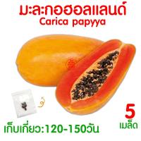 ราคา ค่าส่งถูก ผักสลัด เมล็ดผัก เมล็ดผักสลัด 2000เมล็ด เมล็ดพันธุ์ เมล็ดพันธุ์ผักสลัด งอกดี ปลูกผัก สลัด กรีนโอ๊ค คอส ผักโขม ไฮโดร hydroponic (20354761157)