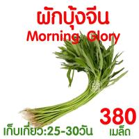 ราคา ค่าส่งถูก พริก เมล็ด เมล็ดพริก เมล็ดพันธุ์ ผักสวนครัว พริกขี้หนู พริกขี้หนูสวน พริกชี้ฟ้า พริกหนุ่ม พริกกะเหรี่ยง กะเพรา ผักชี งอกดี (17481328050)