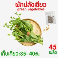 ราคา ค่าส่งถูก ผักสลัด เมล็ดผัก เมล็ดผักสลัด 2000เมล็ด เมล็ดพันธุ์ เมล็ดพันธุ์ผักสลัด งอกดี ปลูกผัก สลัด กรีนโอ๊ค คอส ผักโขม ไฮโดร hydroponic (20354761134)