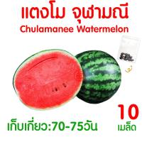 ราคา ค่าส่งถูก ผักสลัด เมล็ดผัก เมล็ดผักสลัด 2000เมล็ด เมล็ดพันธุ์ เมล็ดพันธุ์ผักสลัด งอกดี ปลูกผัก สลัด กรีนโอ๊ค คอส ผักโขม ไฮโดร hydroponic (20354761147)