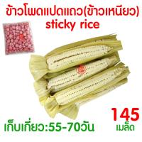 ราคา ค่าส่งถูก ผักสลัด เมล็ดผัก เมล็ดผักสลัด 2000เมล็ด เมล็ดพันธุ์ เมล็ดพันธุ์ผักสลัด งอกดี ปลูกผัก สลัด กรีนโอ๊ค คอส ผักโขม ไฮโดร hydroponic (20354761140)
