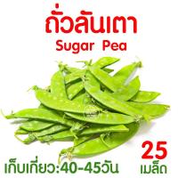 ราคา ค่าส่งถูก ผักสลัด เมล็ดผัก เมล็ดผักสลัด 2000เมล็ด เมล็ดพันธุ์ เมล็ดพันธุ์ผักสลัด งอกดี ปลูกผัก สลัด กรีนโอ๊ค คอส ผักโขม ไฮโดร hydroponic (20354761103)