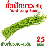 ราคา ค่าส่งถูก ผักสลัด เมล็ดผัก เมล็ดผักสลัด 2000เมล็ด เมล็ดพันธุ์ เมล็ดพันธุ์ผักสลัด งอกดี ปลูกผัก สลัด กรีนโอ๊ค คอส ผักโขม ไฮโดร hydroponic (20354761100)