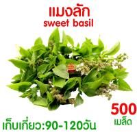 ราคา ค่าส่งถูก ผักสลัด เมล็ดผัก เมล็ดผักสลัด 2000เมล็ด เมล็ดพันธุ์ เมล็ดพันธุ์ผักสลัด งอกดี ปลูกผัก สลัด กรีนโอ๊ค คอส ผักโขม ไฮโดร hydroponic (20354761161)