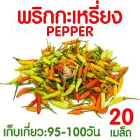 ราคา ค่าส่งถูก ถาดเพาะกล้า ถาดเพาะชำ ถาดเพาะต้นกล้า ถาดเพาะต้นอ่อน ถาดเพาะเมล็ด ถาดเพาะปลูกผัก 50หลุม 72หลุม 105หลุม 200หลุม เมล็ด เมล็ดพันธุ์ (17483365690)