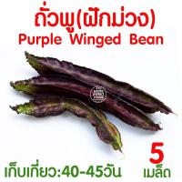 ราคา ค่าส่งถูก ผักสลัด เมล็ดผัก เมล็ดผักสลัด 2000เมล็ด เมล็ดพันธุ์ เมล็ดพันธุ์ผักสลัด งอกดี ปลูกผัก สลัด กรีนโอ๊ค คอส ผักโขม ไฮโดร hydroponic (20354761109)