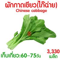 ราคา โค้ดส่งฟรี เมล็ดผัก รวมผักกาด เมล็ดพืชผัก สวนครัว งอกดี ปลูกผัก ปลูกไว้ทานเอง เมล็ดผักรวม ผักกาดขาวปลี ผักกาดหัว (21393784543)