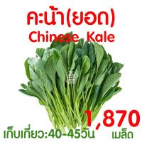 ราคา ค่าส่งถูก ถาดเพาะไฮโดร 1แผ่น ถ้วยปลูกผัก ผักไฮโดร ไฮโดรโปนิกส์ ถาดเพาะ ถาดเพาะเมล็ด ถาดเพาะกล้า ถาดเพาะชำ ปลูกผักไฮโดรโปนิกส์ 80หลุม (21072223589)