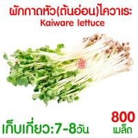 ราคา โค้ดส่งฟรี เมล็ดผัก รวมผักกาด เมล็ดพืชผัก สวนครัว งอกดี ปลูกผัก ปลูกไว้ทานเอง เมล็ดผักรวม ผักกาดขาวปลี ผักกาดหัว (21393784552)